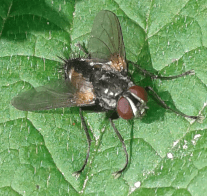 Tachinidae : Thelaira sp.? S, Thelaira cfr. solivaga, maschio